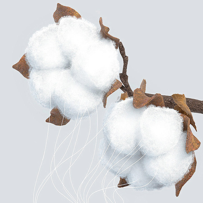 Two fluffy white cotton bolls attached to brown branches against a light gray background.